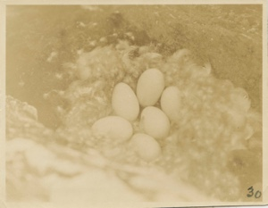 Image: Brant's Nest